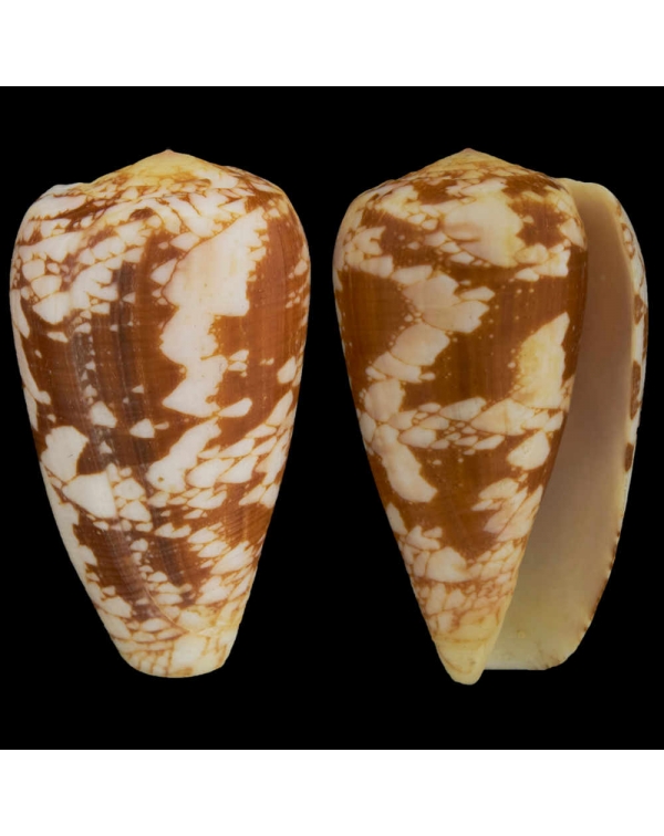Conus Pennaceus f. Corbieri