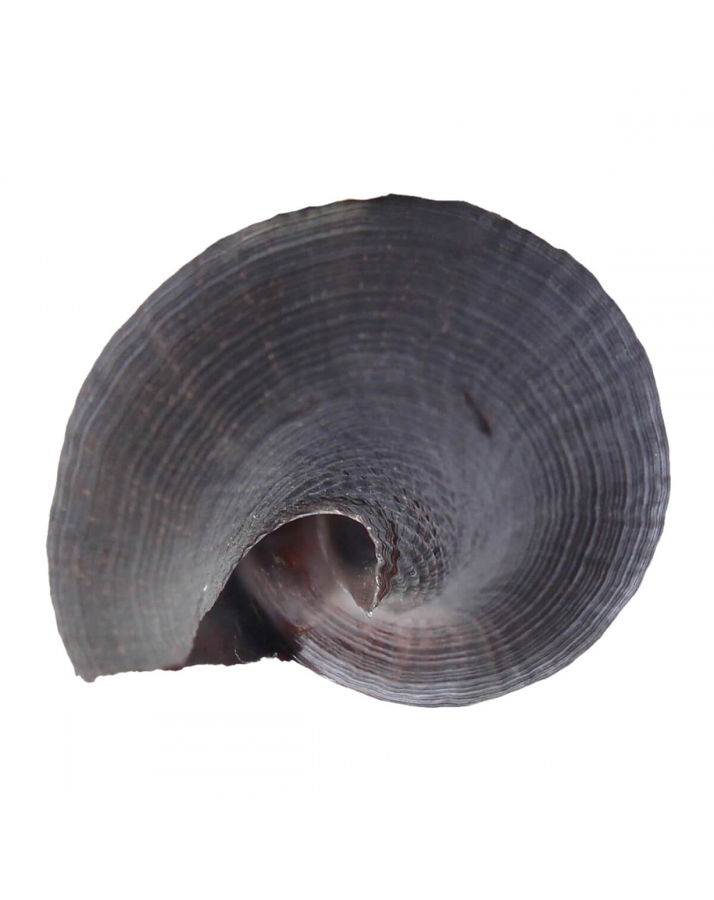 Pugilina Morio