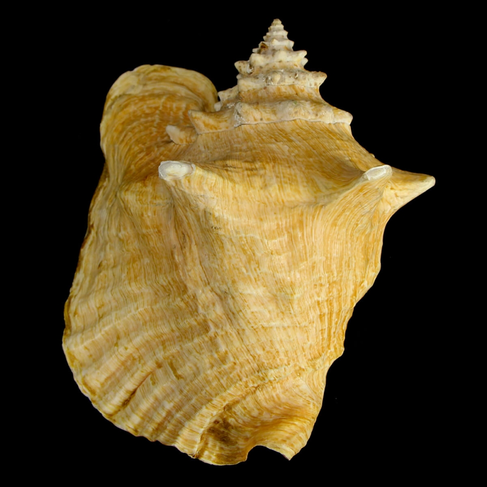 Aliger Gigas