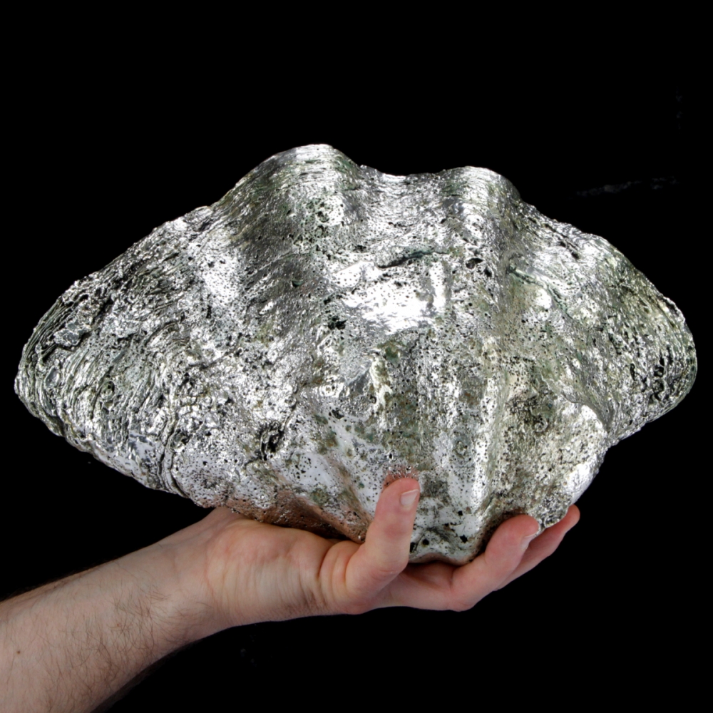 Tridacna Derasa - Filippine
