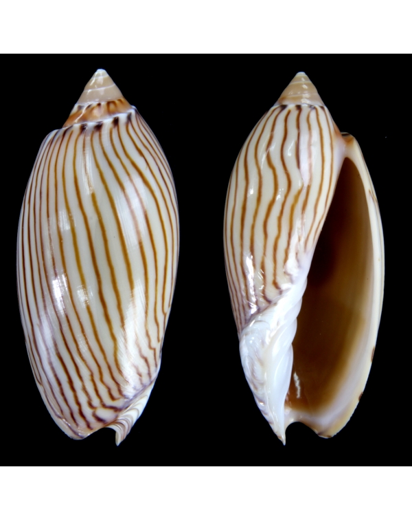 Amoria Jamrachii
