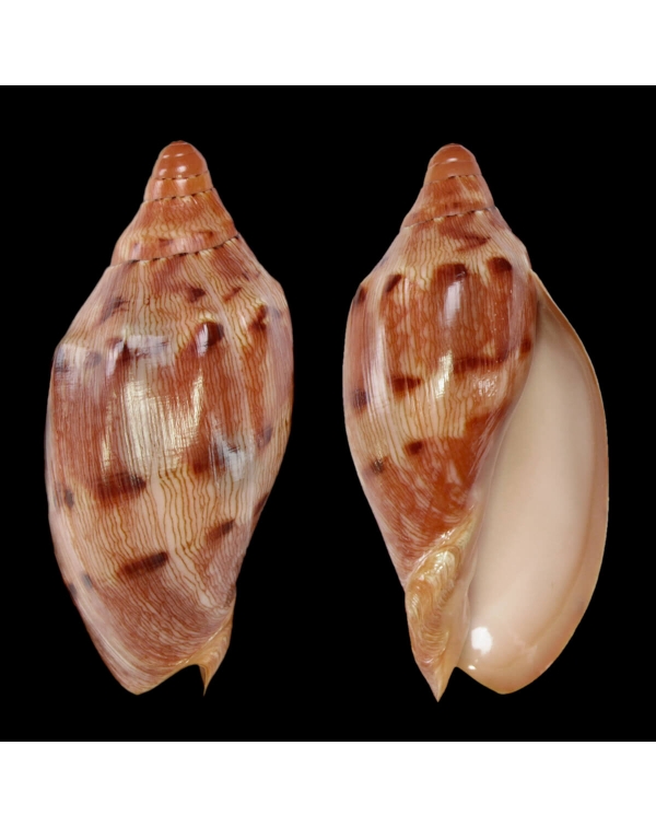 Cymbiola Aulica f. Palawanica