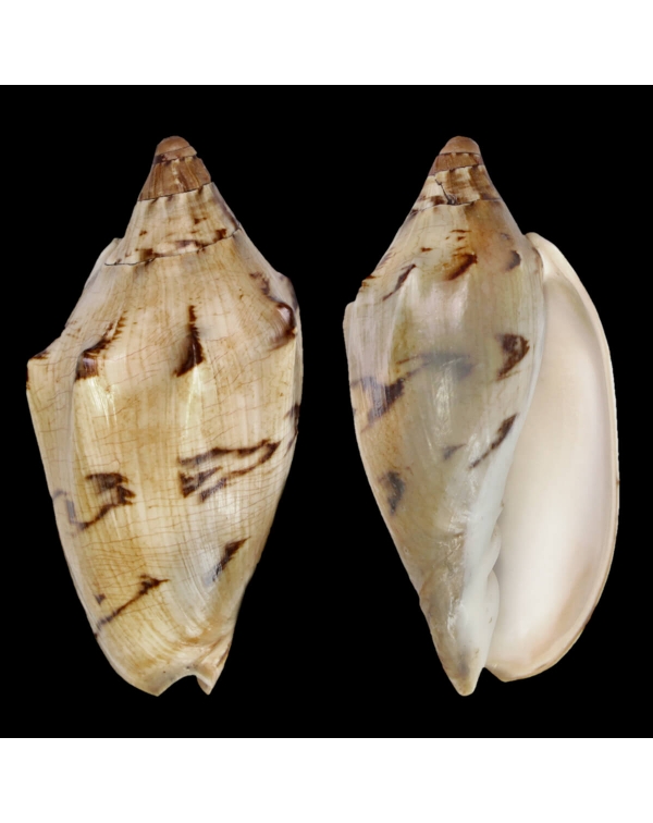 Cymbiola Aulica f. Cathcartiae