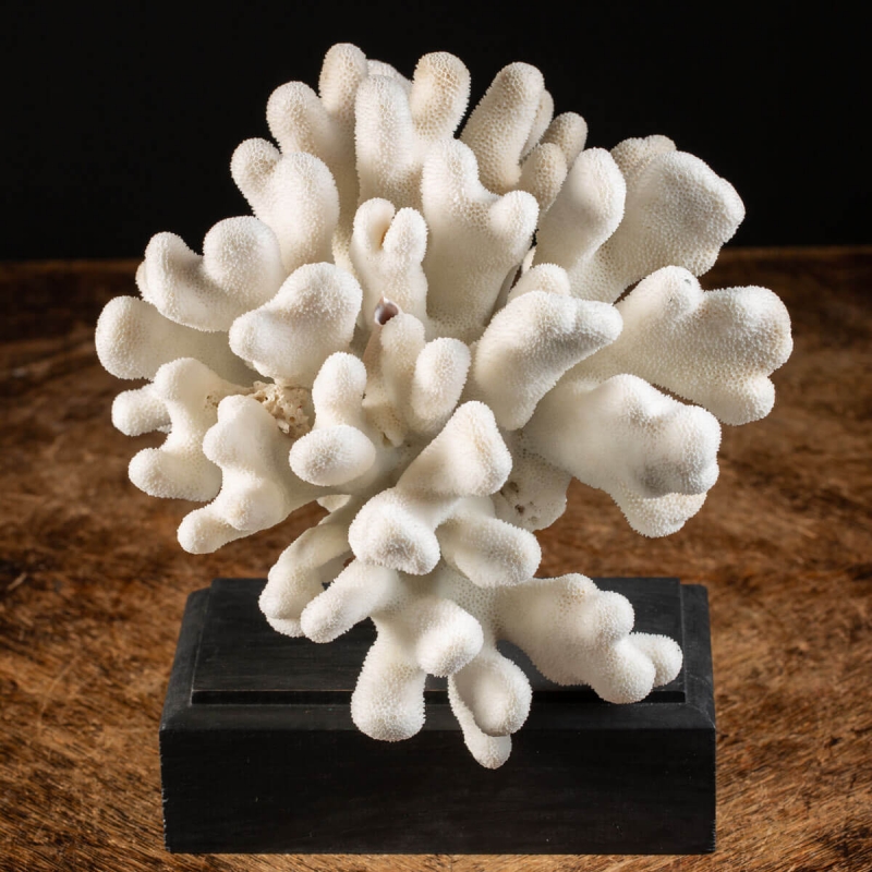 White Coral  Stylophora Pistillata