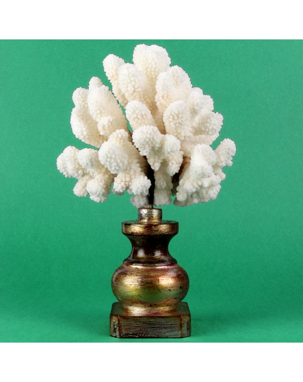 White Decorative Coral
