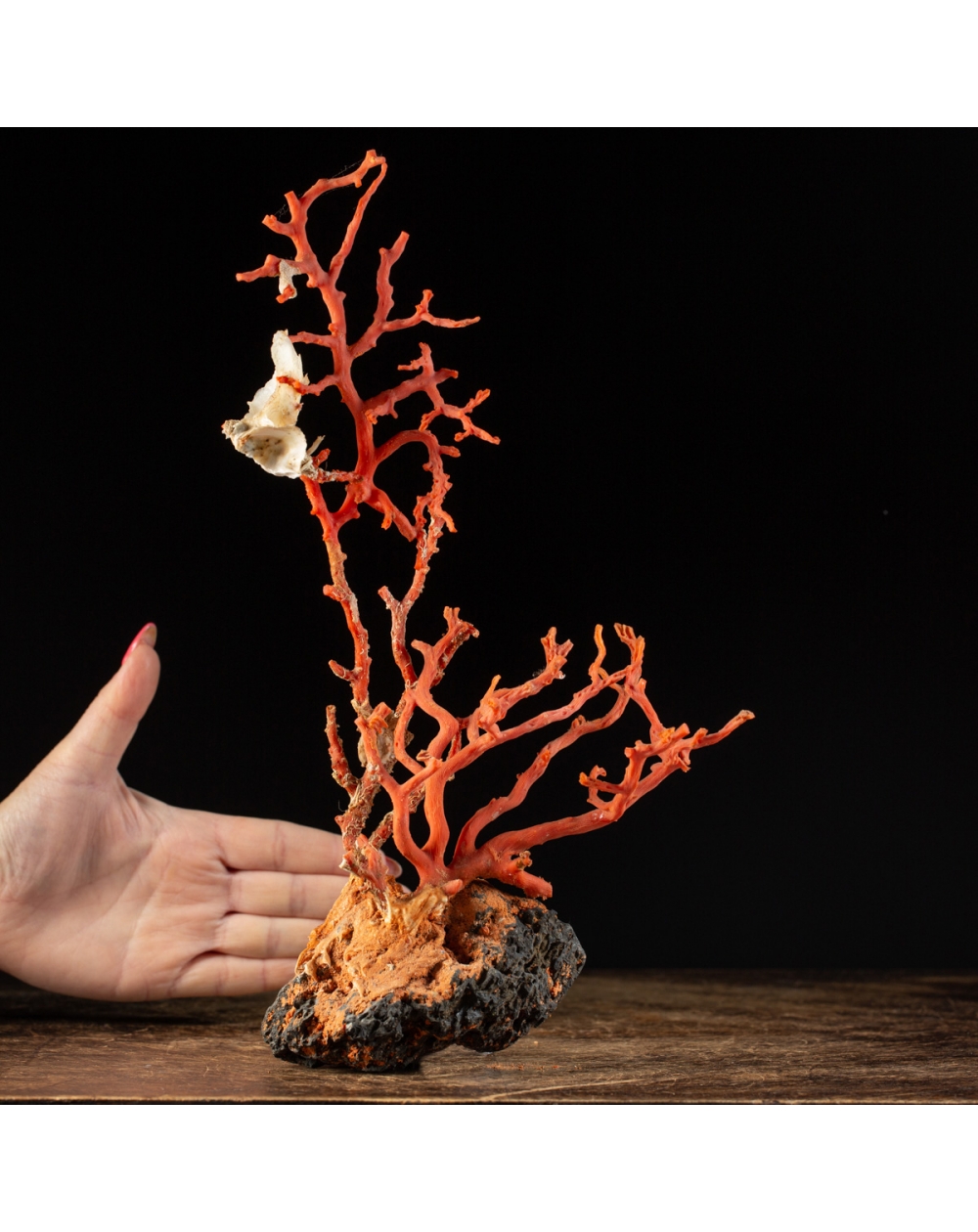 Coral on stone base