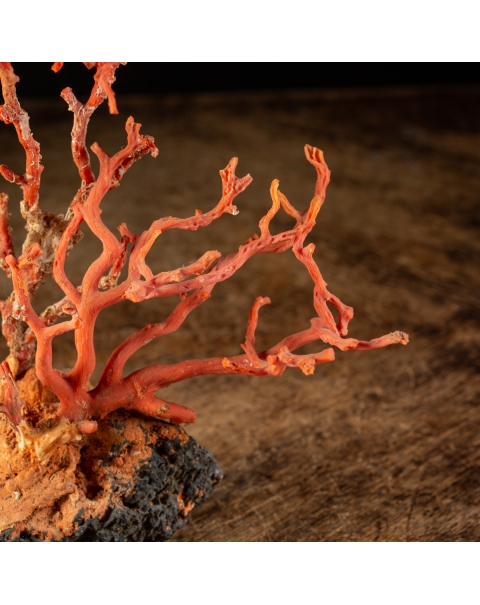 Coral on stone base