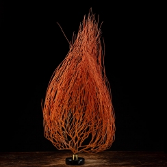 Ellisella Grandis - Comb Red Gorgonian (19)