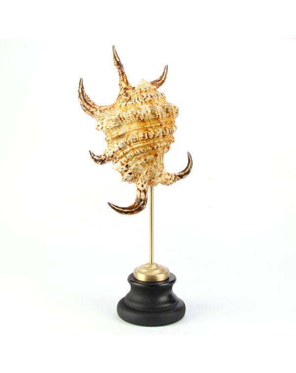 Lambis Truncata on wood and brass pedestal