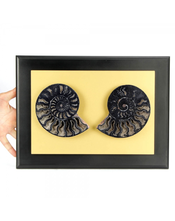 Cleoniceras Ammonite in Golden Frame