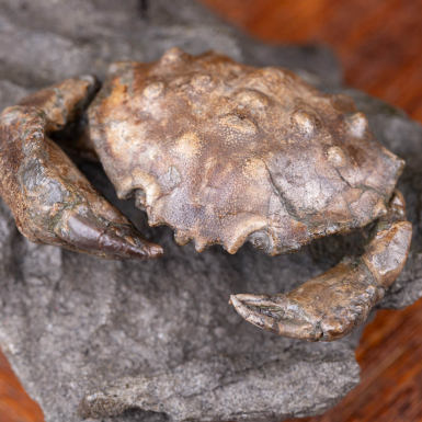 Fossil Marine Crab - Zanthopsis Dufouri (Edwards, ...