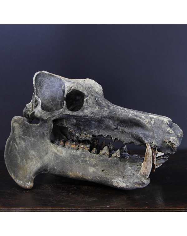 Hippopotamus Lemerlei Fossil Skull
