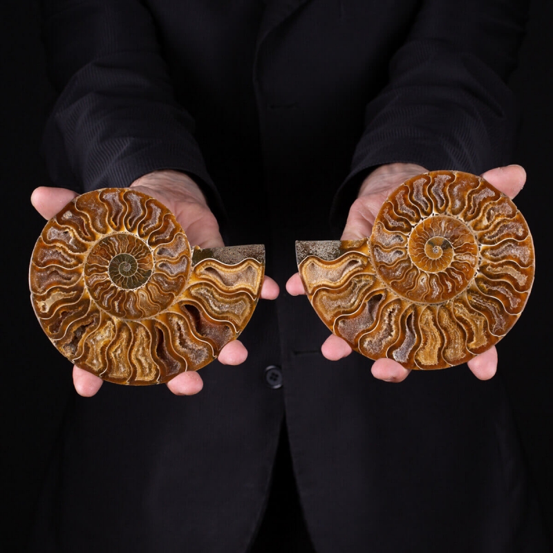 Ammonite Cleoniceras Sectioned Fossil Shell 