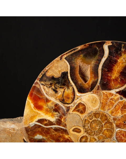 Ammonites Phylloceras