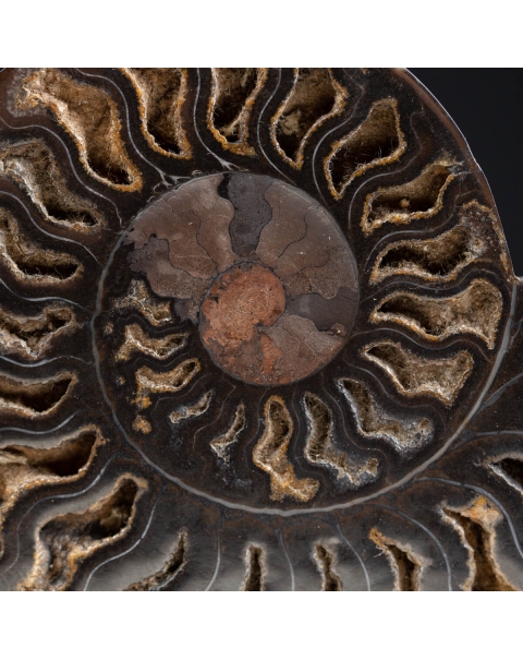 Black Ammonite Cleoniceras