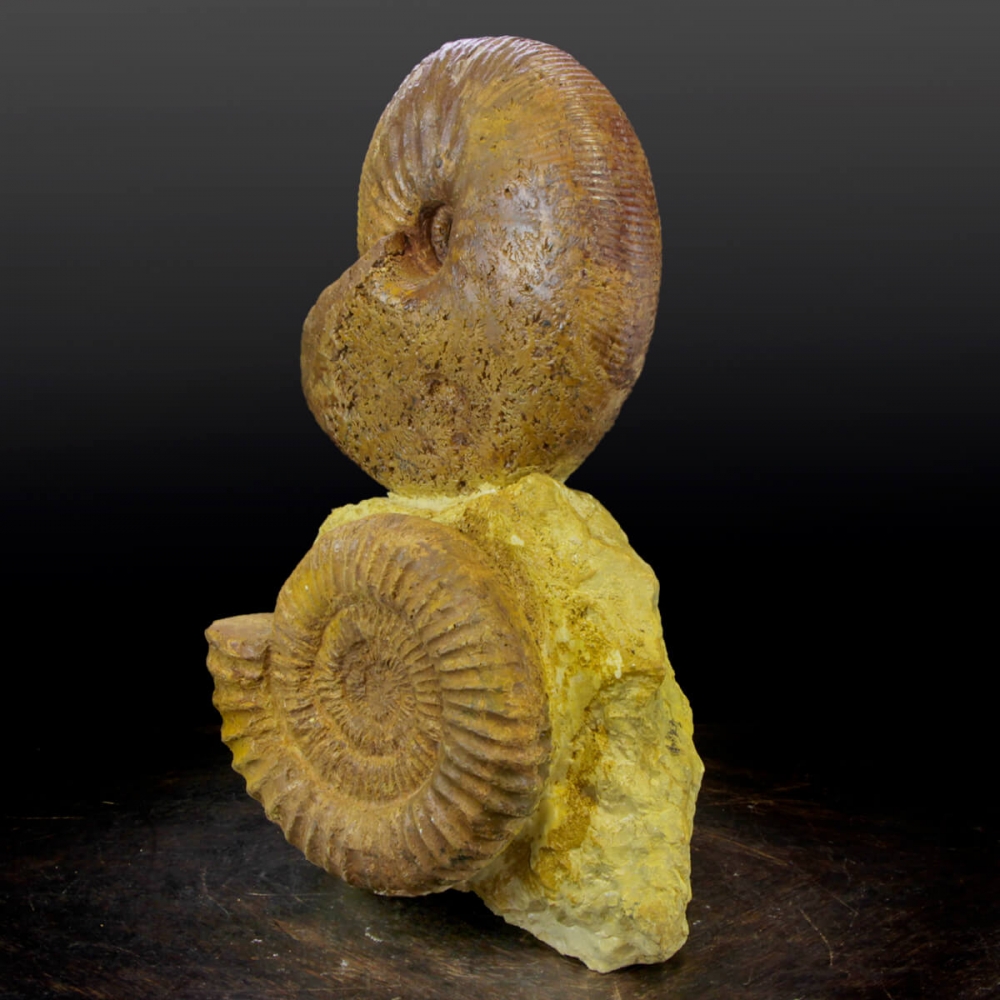 ammoniti-acanthoceras