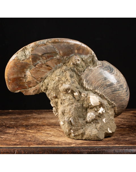 Cleoniceras and Douvilleiceras Ammonites Group