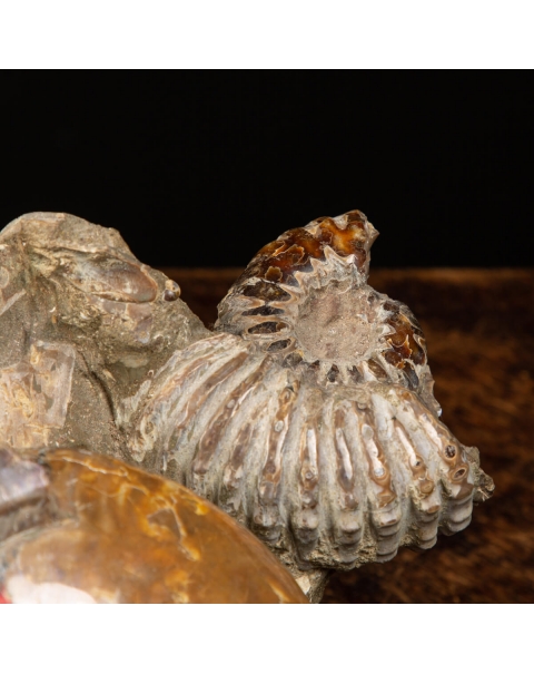 Group of Ammonites Cleoniceras 