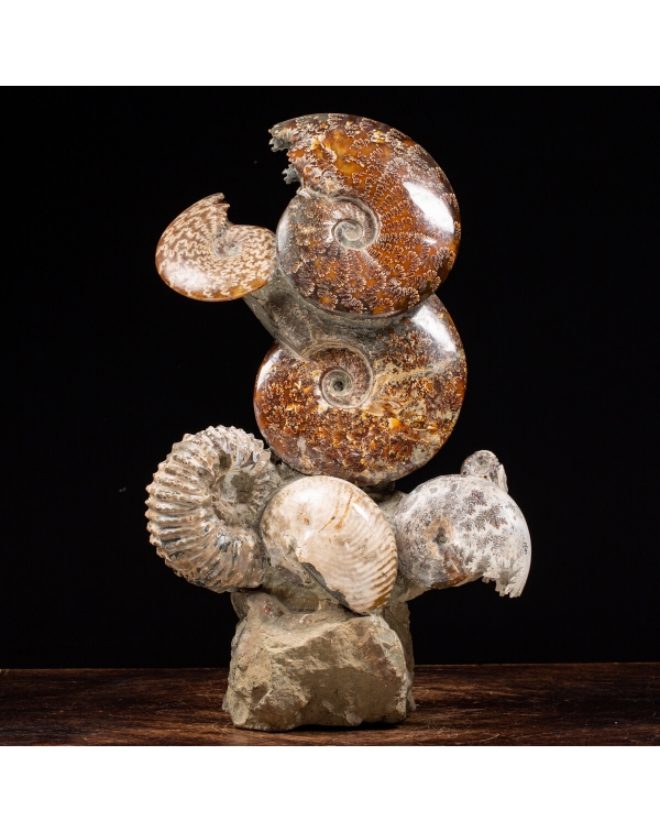 Ammonites and Nautilus Group
