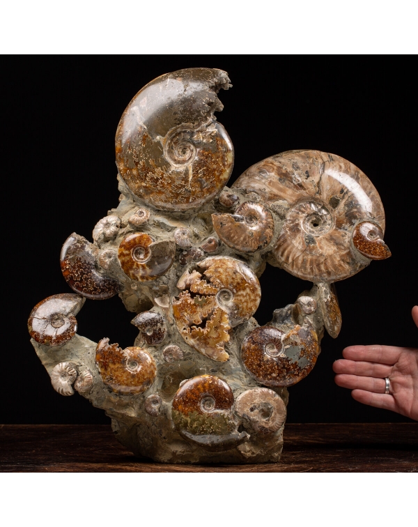 Cleoniceras Ammonites Group