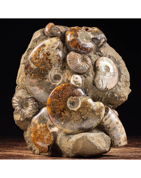 Ammonites Cleoniceras and Douvilleiceras Group