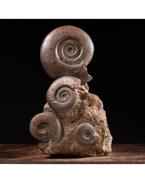 Hildoceras Ammonites