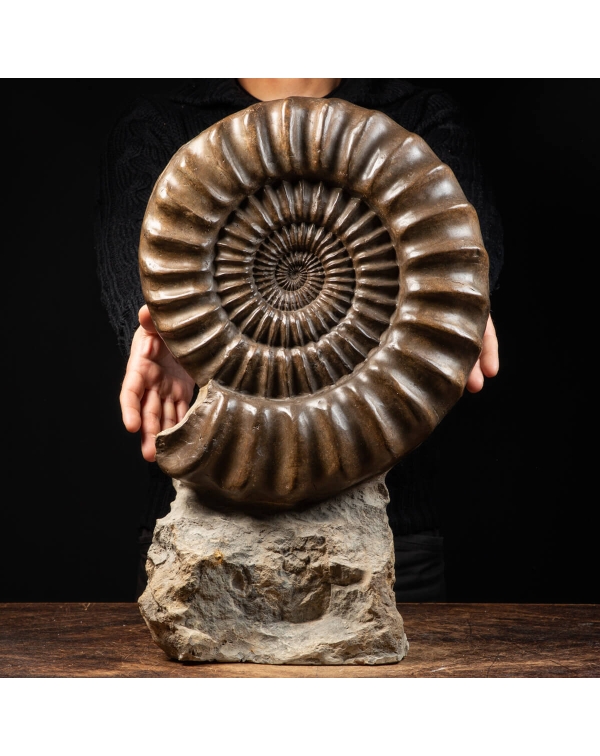 Ammonite Arietites Bucklandi