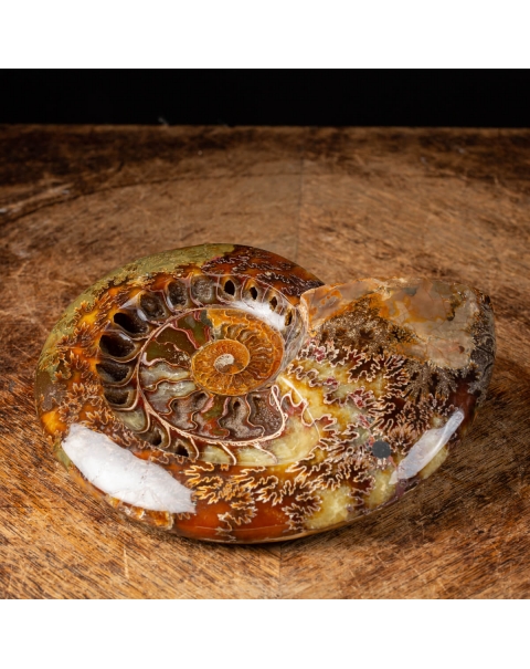 Ammonite Cleoniceras
