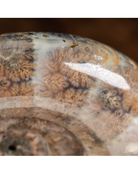 Ammonite Lytoceras 