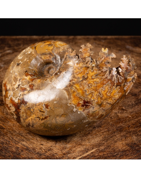 Ammonite Phylloceratida