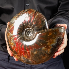 Ammonites Craspedodiscus Discofalcatus (8)