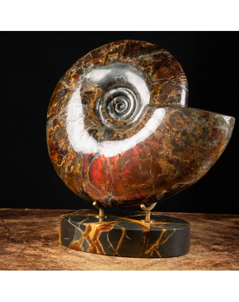 Ammonite Craspedodiscus Discofalcatus