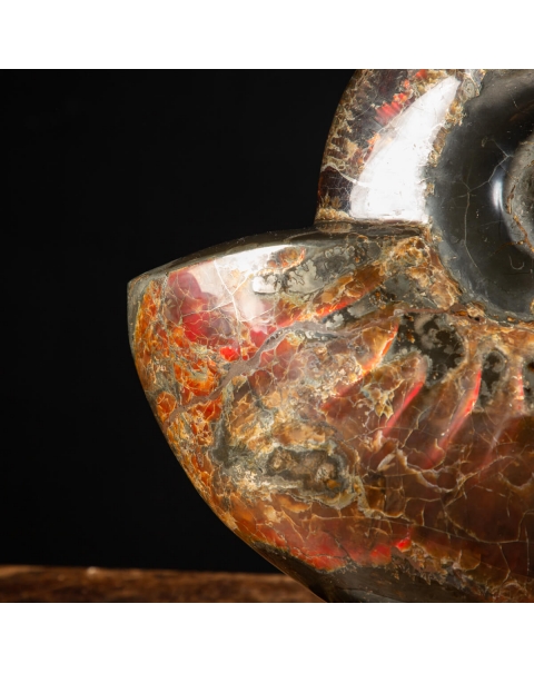 Ammonite Craspedodiscus Discofalcatus