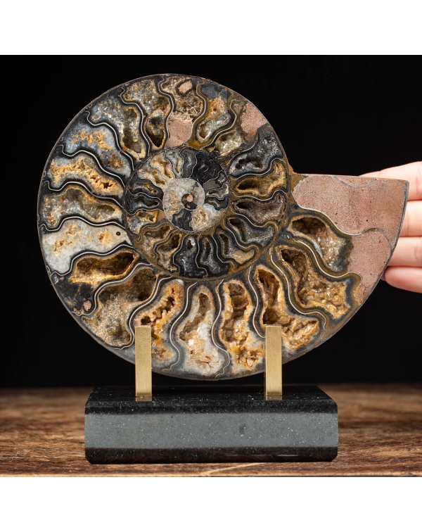 Black Cleoniceras Ammonites