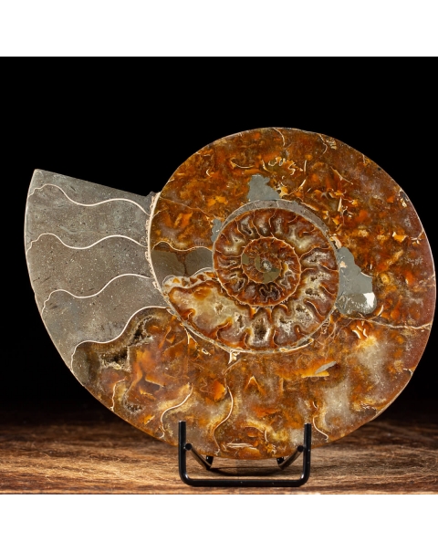 Ammonite Cleoniceras