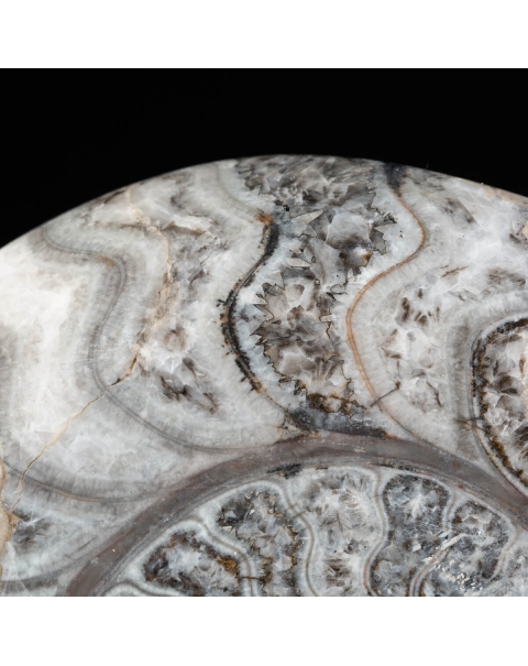 Ammonite Goniatite