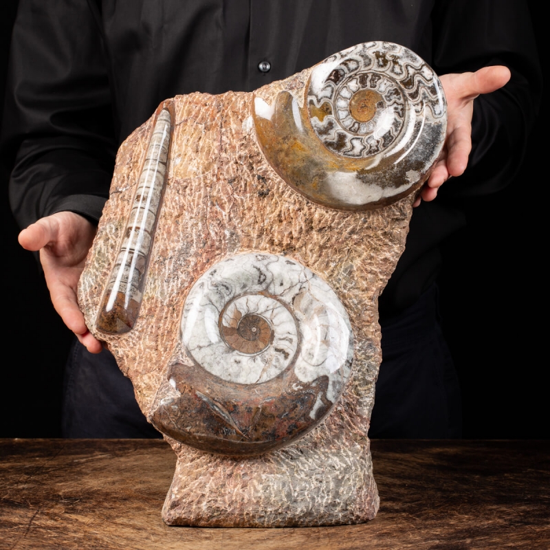 Ammonite Goniatite