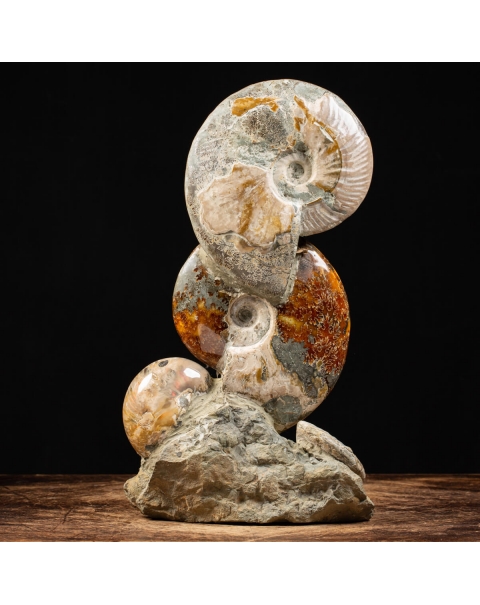 Ammonites and Nautilus