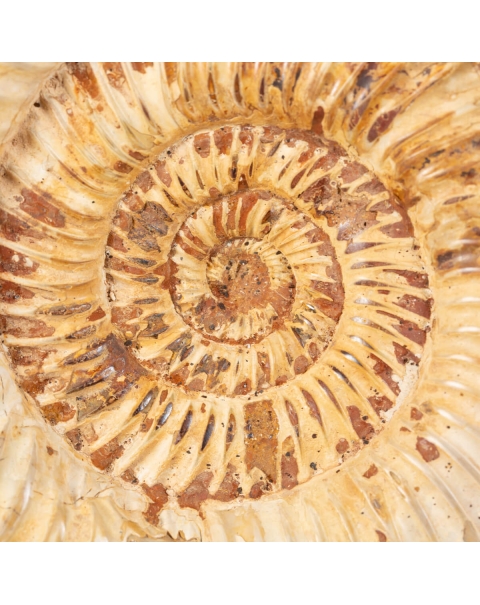 Ammonite Kranaosphinctes Sp.