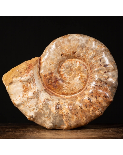Ammonite Kranaosphinctes Sp.