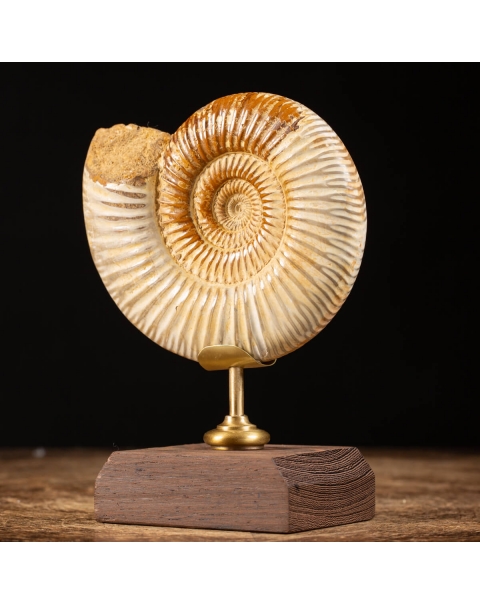 Ammonite Douvilleiceras