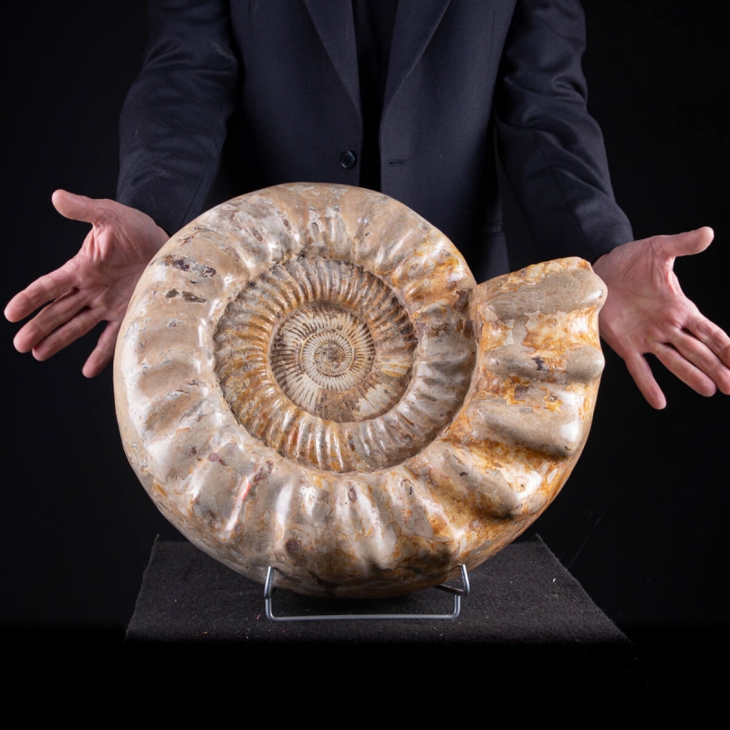 ammonite Kranaosphinctes
