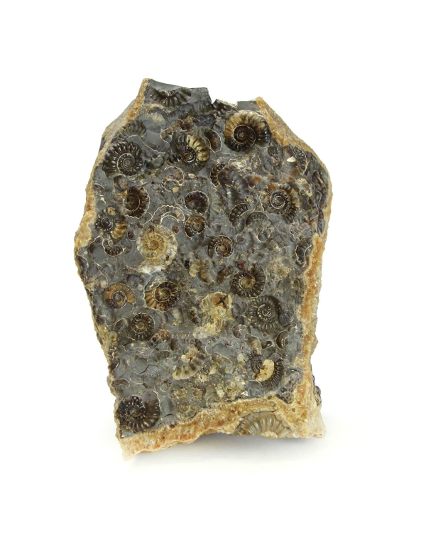 Ammonite Marble