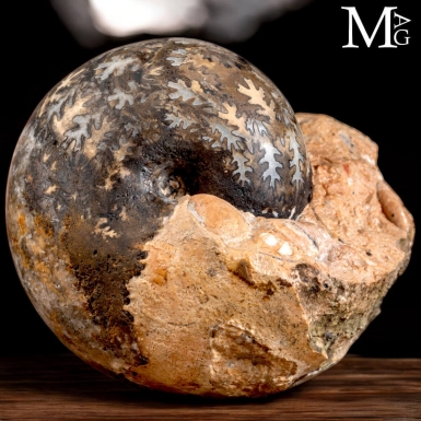 Brouwerites Intermedius – Ammonite Triassica di ...