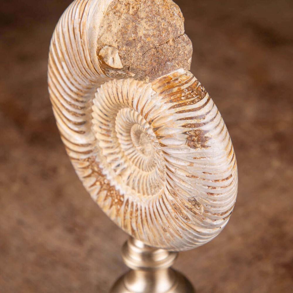 Ohrstecker Ammoniten Paar Silber 925 Unikat Fossil Cleoniceras Kreide Madagaskar Gute
