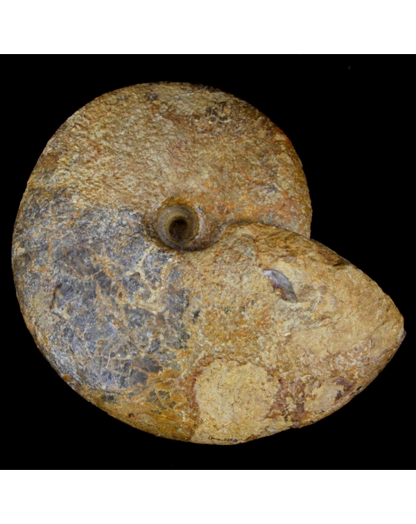 Paralcidia Ammonite