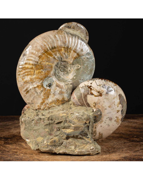 Ammoniti Fossilizzate: Un Viaggio Nel Tempo.