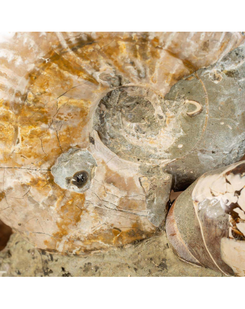Ammoniti Fossilizzate: Un Viaggio Nel Tempo.
