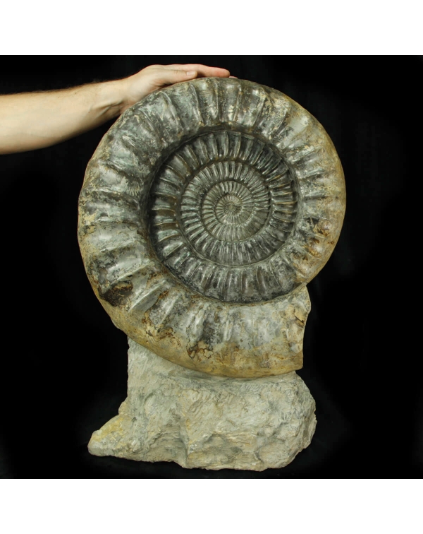 Ammonite Arietites Bucklandi