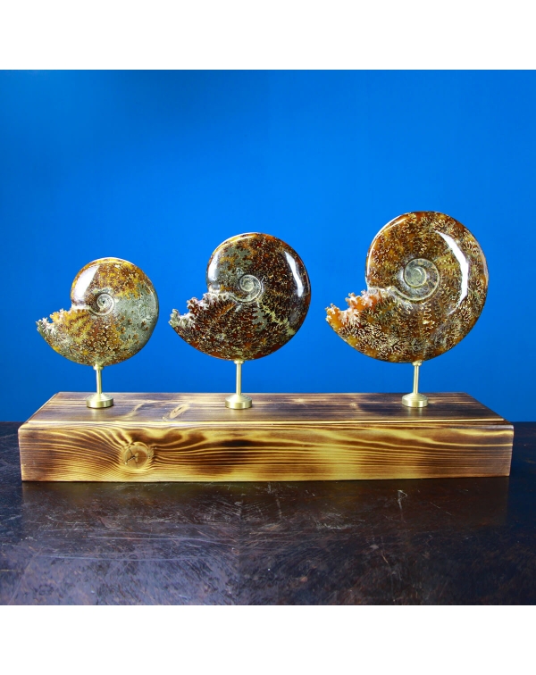 Ammonite Cleoniceras Composition